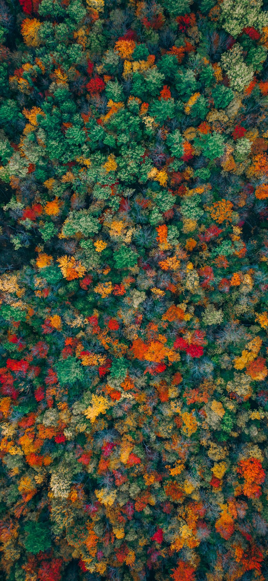 [2436×1125]航拍 树林 彩色 密集 绿化 苹果手机壁纸图片