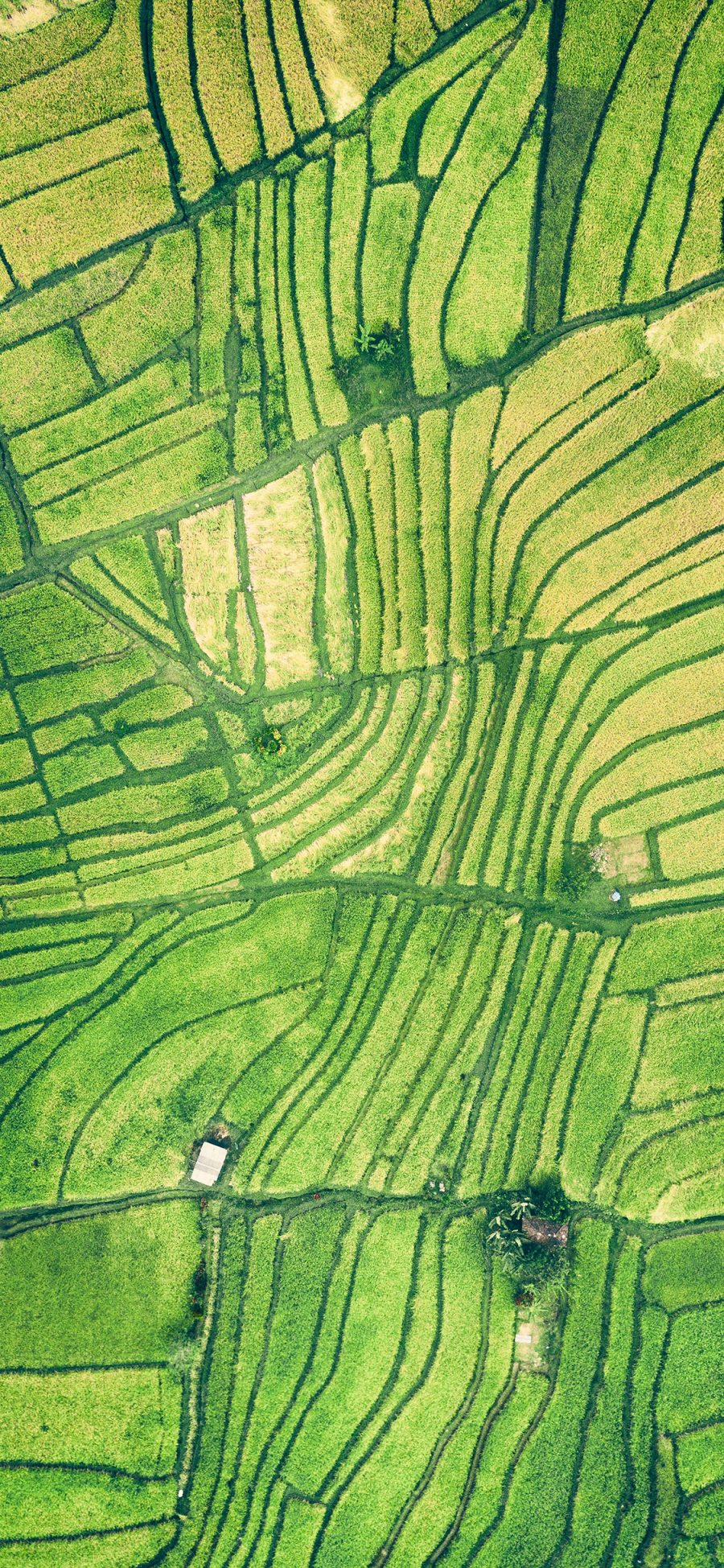 [2436×1125]航拍 田地 种植 绿意 苹果手机壁纸图片