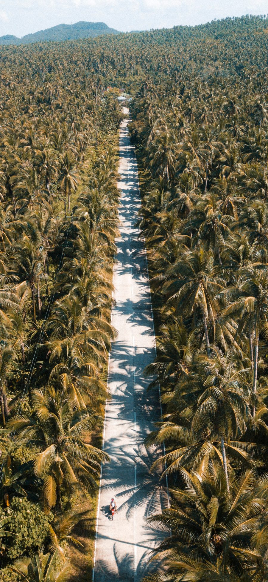 [2436×1125]航拍 道路 树林 棕榈树 苹果手机壁纸图片