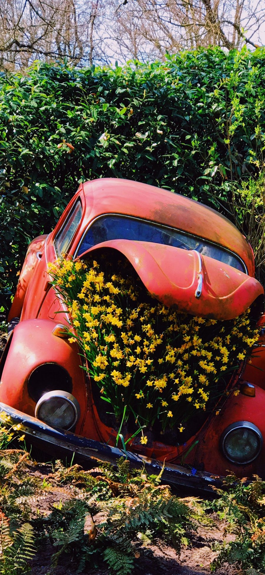 [2436×1125]花园 艺术 废弃 车辆 种植 鲜花 苹果手机壁纸图片