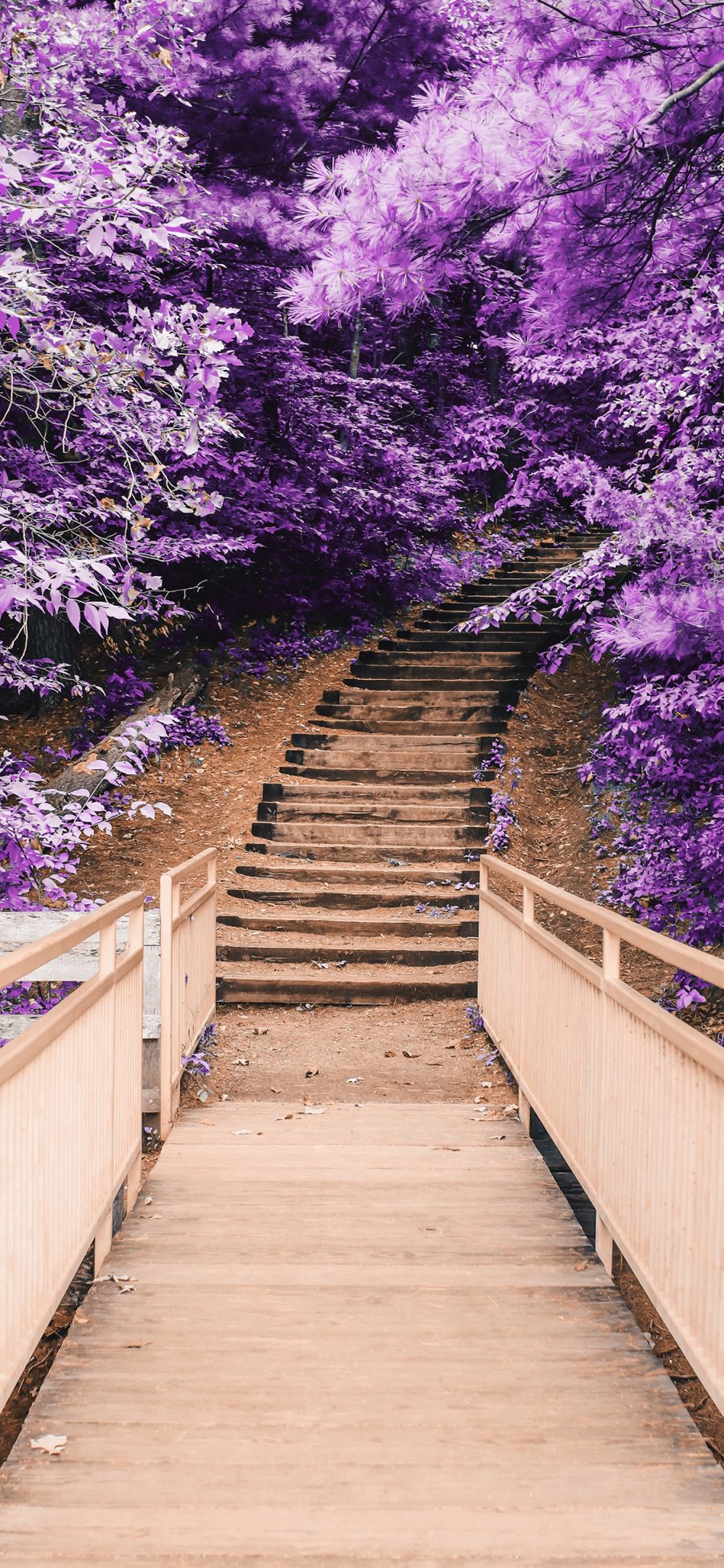 [2436×1125]花季 小道 阶梯 盛开 紫 苹果手机壁纸图片