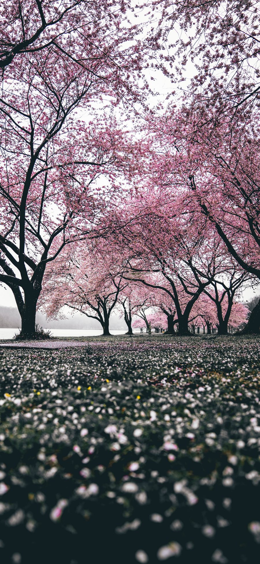 [2436×1125]花季 花海 季节 粉 樱花 苹果手机壁纸图片