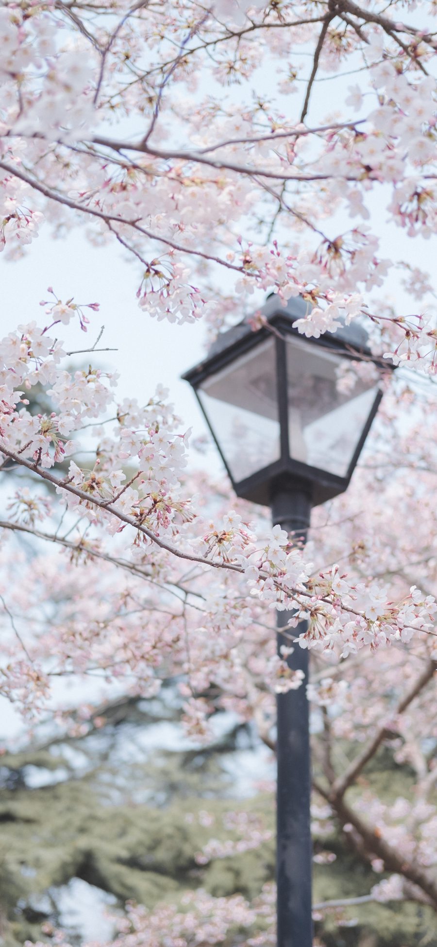 [2436×1125]花季 路灯 盛开 树木 鲜花 苹果手机壁纸图片