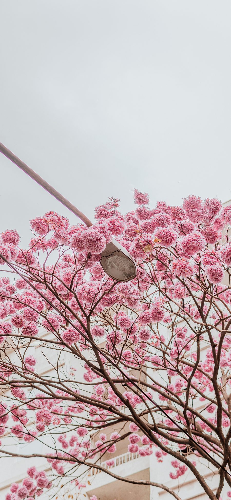 [2436×1125]花季 鲜花 盛开 路灯 枝头 粉 花簇 苹果手机壁纸图片