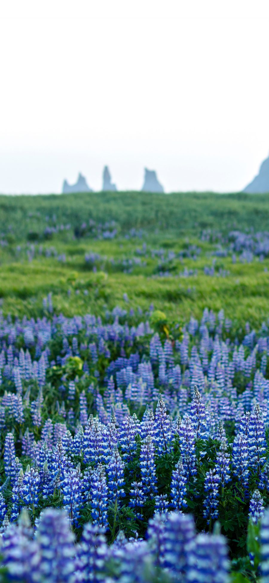 [2436×1125]花海 鲁冰花 紫色 唯美 苹果手机壁纸图片