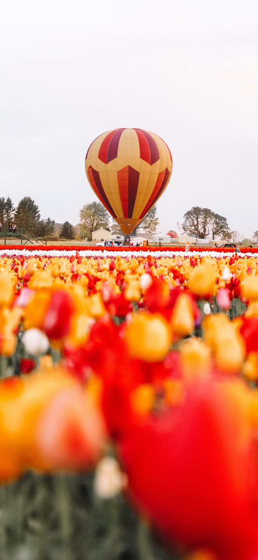[2436×1125]花田 郁金香 荷兰国花 热气球 苹果手机壁纸图片