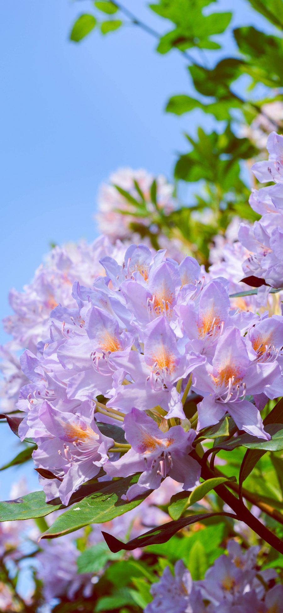 [2436×1125]花簇 盛开 鲜花 枝叶 苹果手机壁纸图片