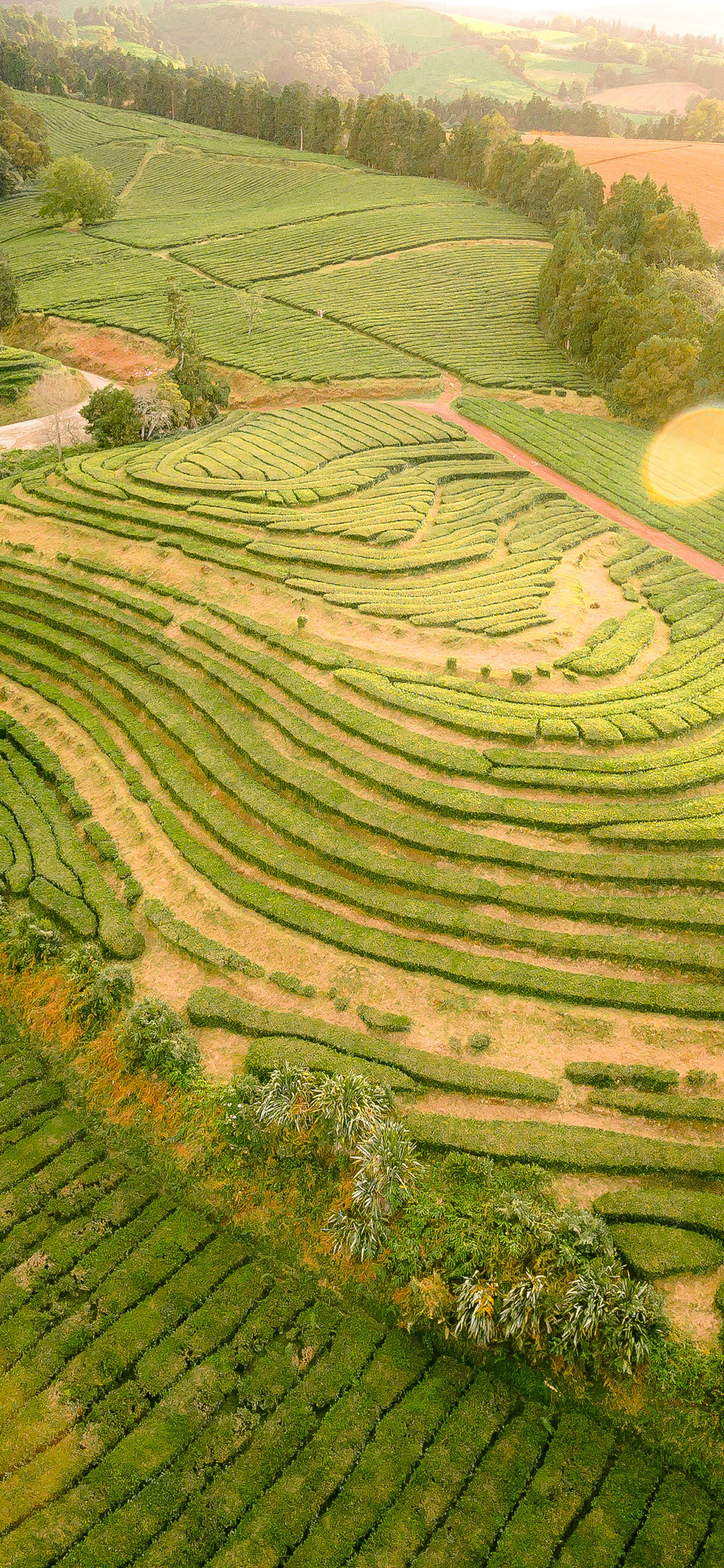 [2436×1125]茶园 广阔 种植 管理 苹果手机壁纸图片