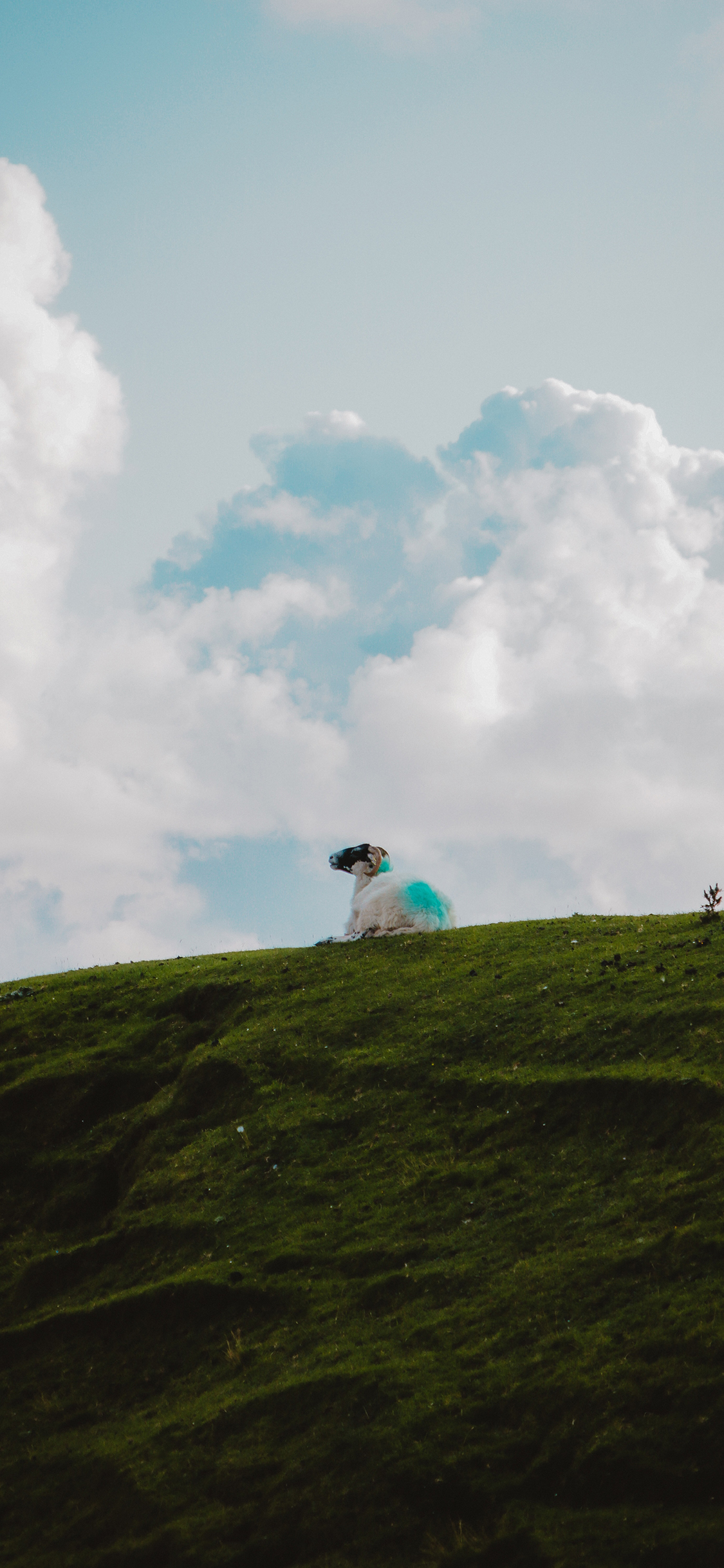 [2436×1125]草原 山坡 绵羊 领头羊 苹果手机壁纸图片