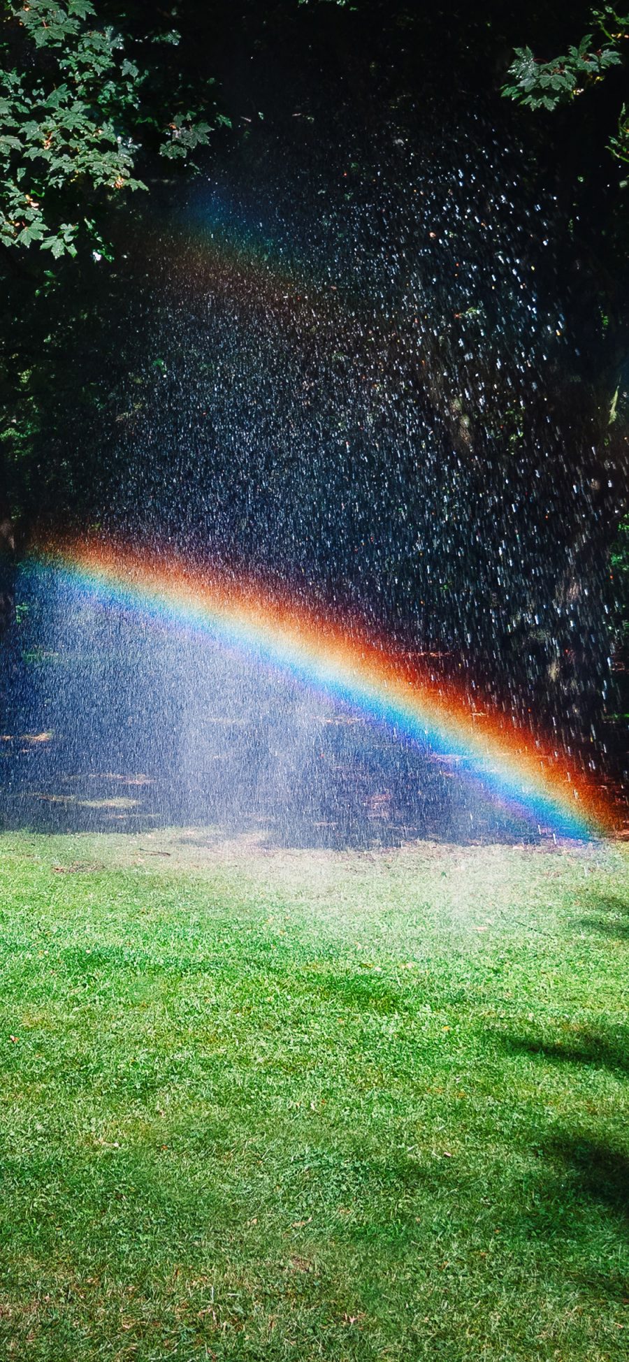 [2436×1125]草坪 树木 雨水 彩虹 自然 苹果手机壁纸图片