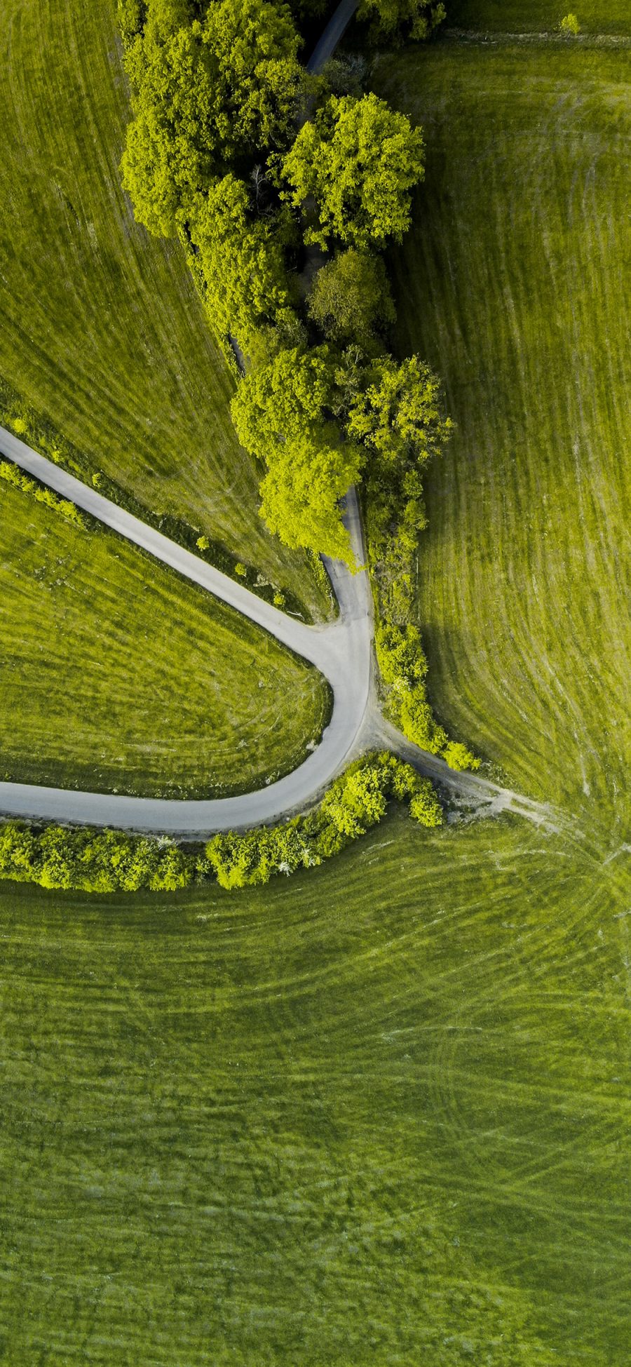 [2436×1125]草坪 绿化 树木 道路 苹果手机壁纸图片