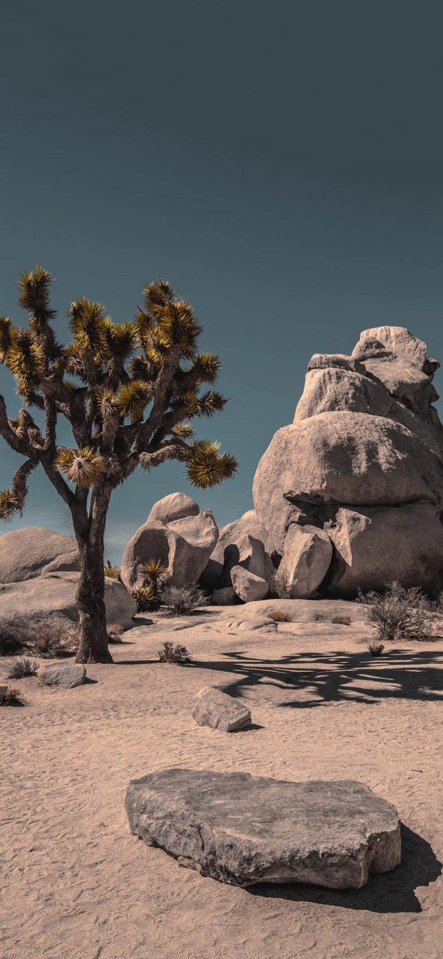 [2436×1125]荒漠 石头 戈壁 植被 树木 沙子 苹果手机壁纸图片