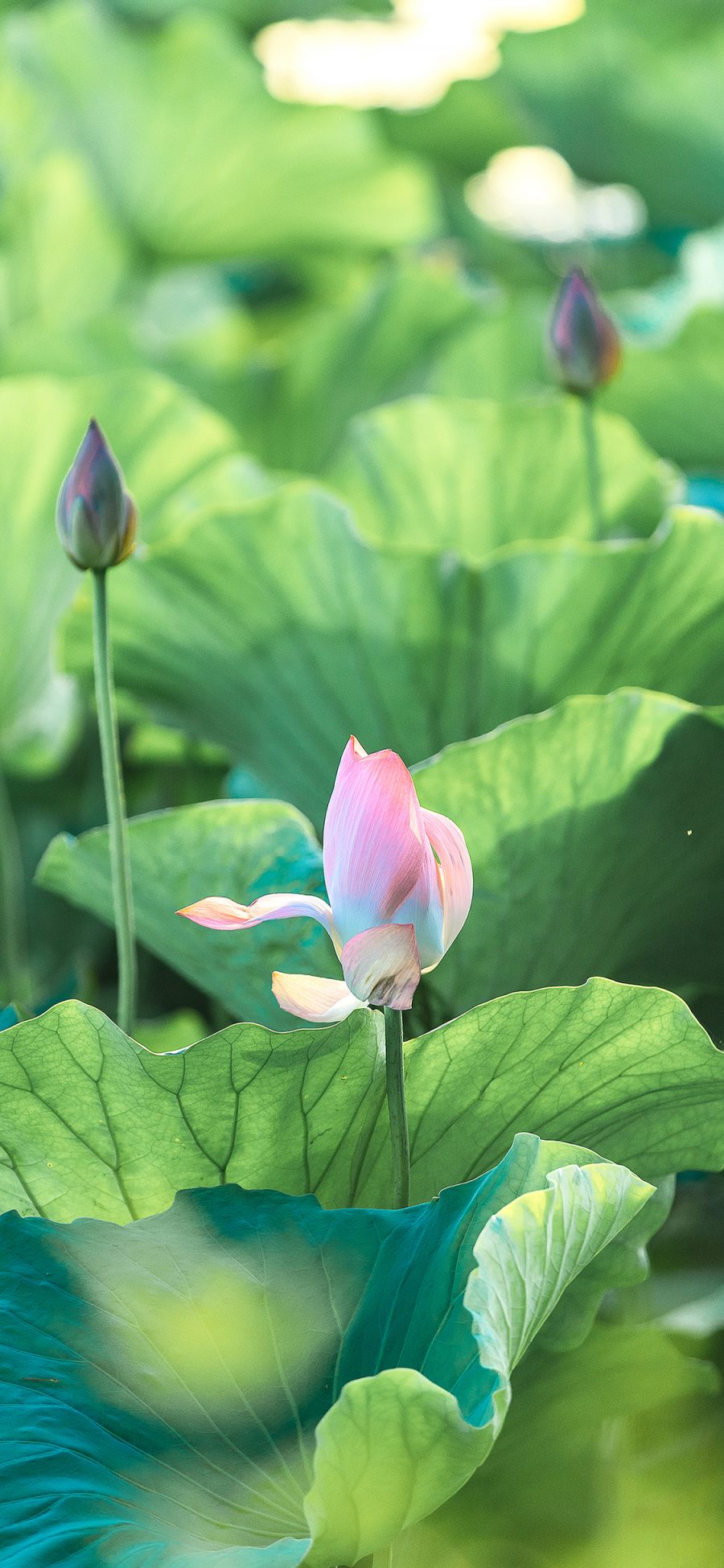 [2436×1125]荷花池 荷花 荷叶 池塘 苹果手机壁纸图片