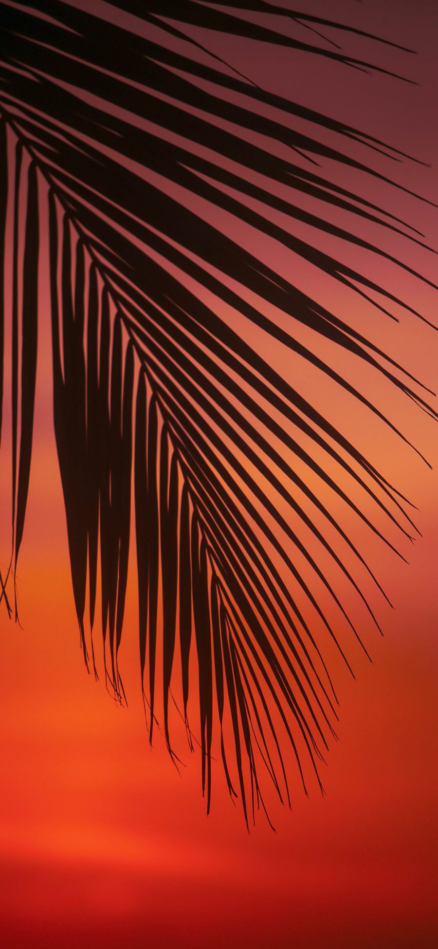 [2436×1125]落日 唯美 红霞 棕榈叶 苹果手机壁纸图片