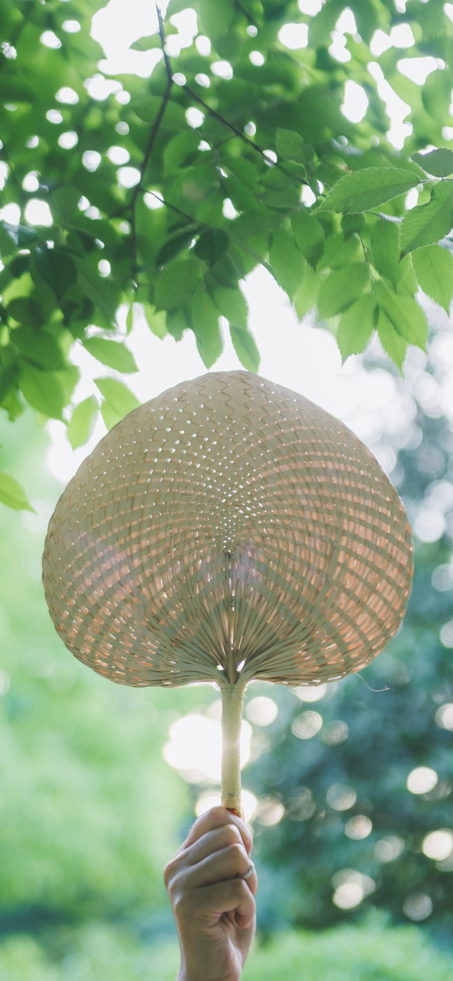 [2436×1125]蒲扇 夏日 树叶 树荫 绿色 苹果手机壁纸图片