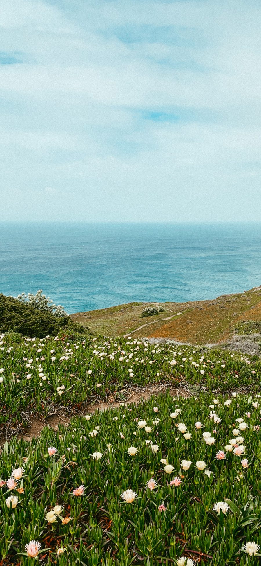 [2436×1125]蓝天 大海 海景 鲜花 白色 苹果手机壁纸图片