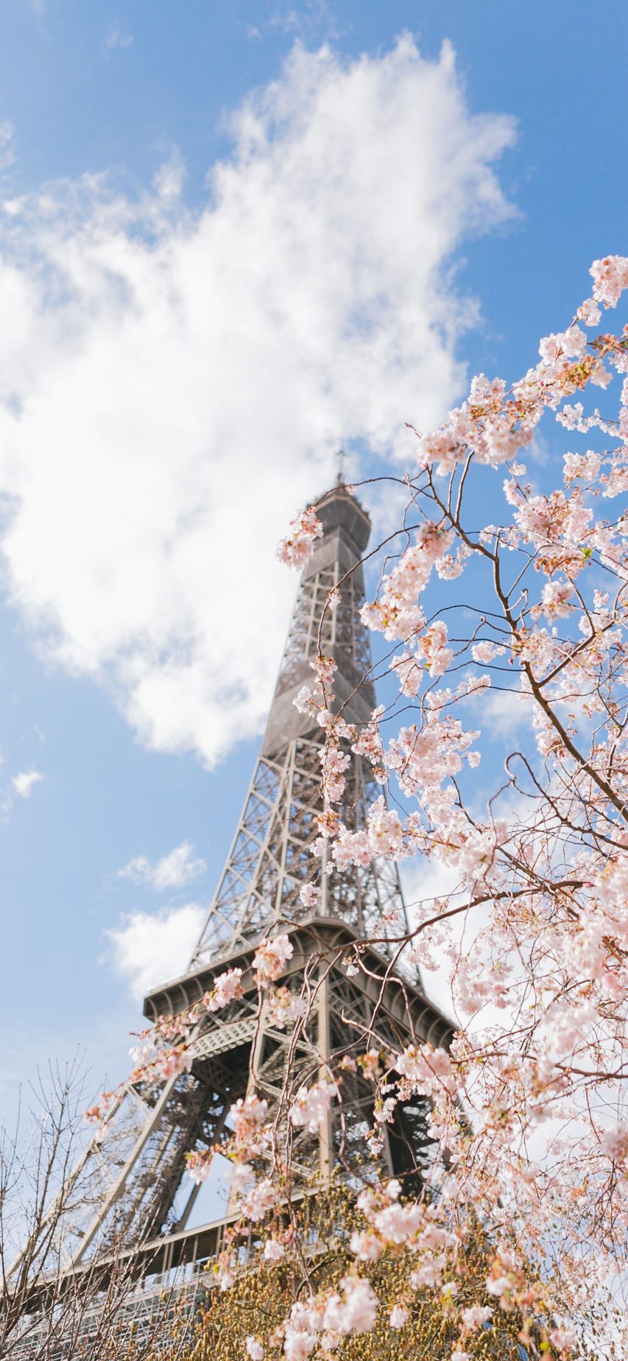 [2436×1125]蓝天 巴黎铁塔 树木 粉色鲜花 苹果手机壁纸图片