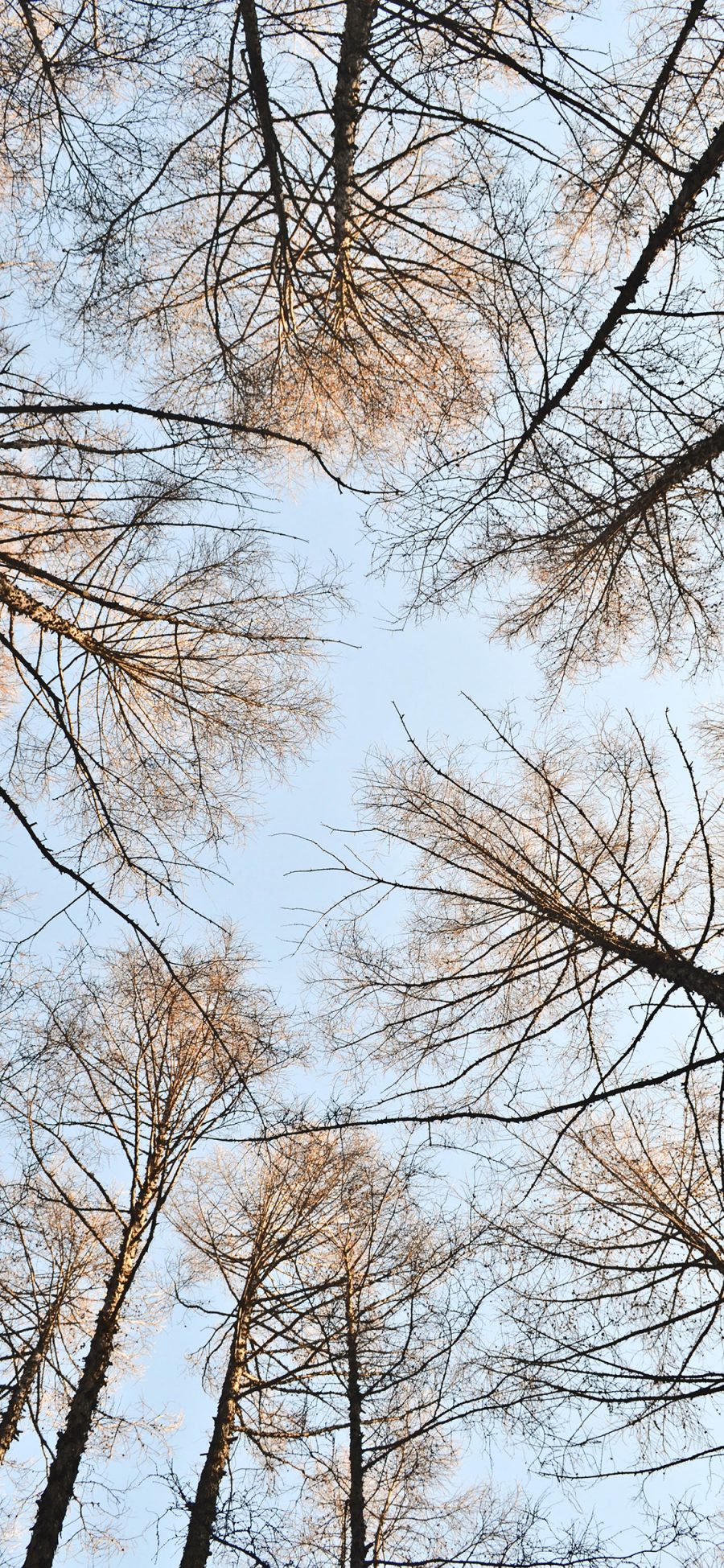 [2436×1125]蓝天 森林 树木 围绕 苹果手机壁纸图片