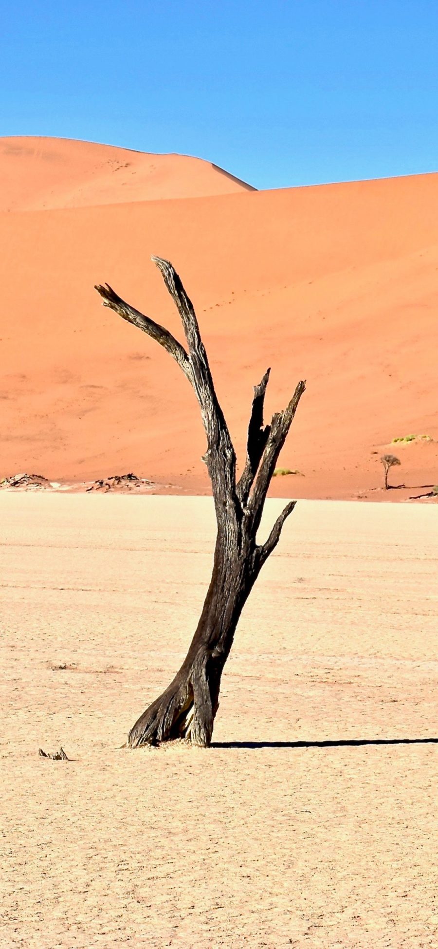 [2436×1125]蓝天 沙漠 枯木 干燥 苹果手机壁纸图片