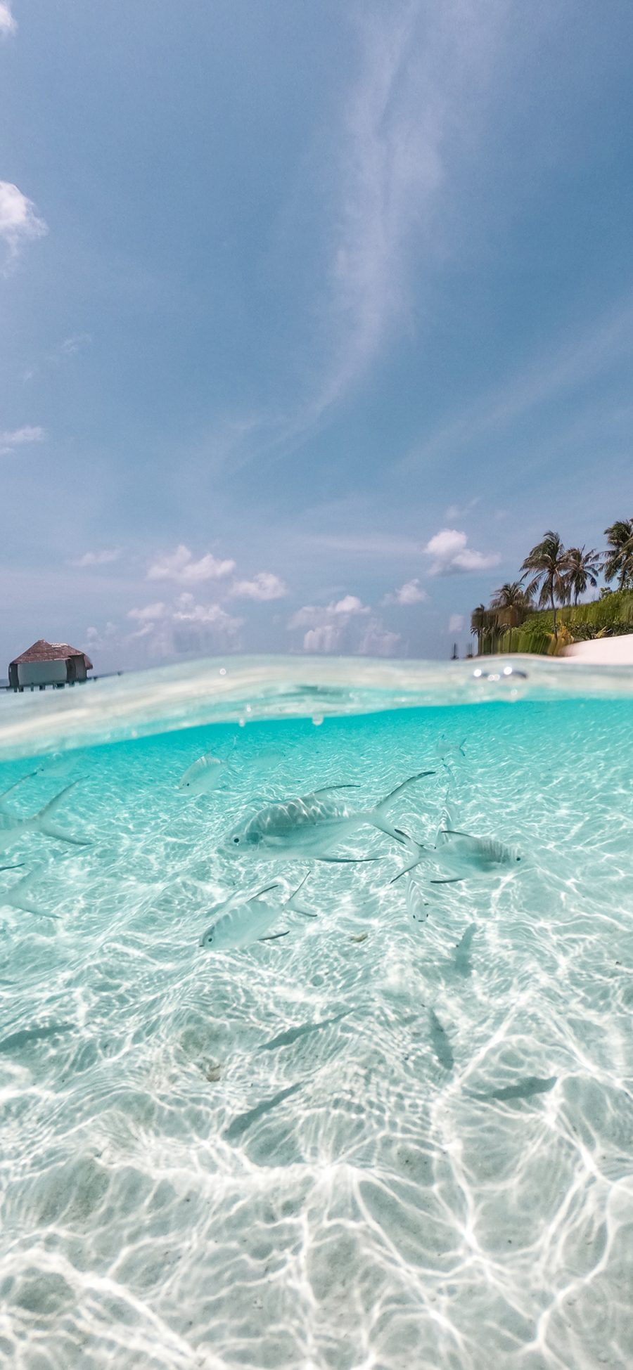 [2436×1125]蓝天 海水 清澈 鱼群 苹果手机壁纸图片