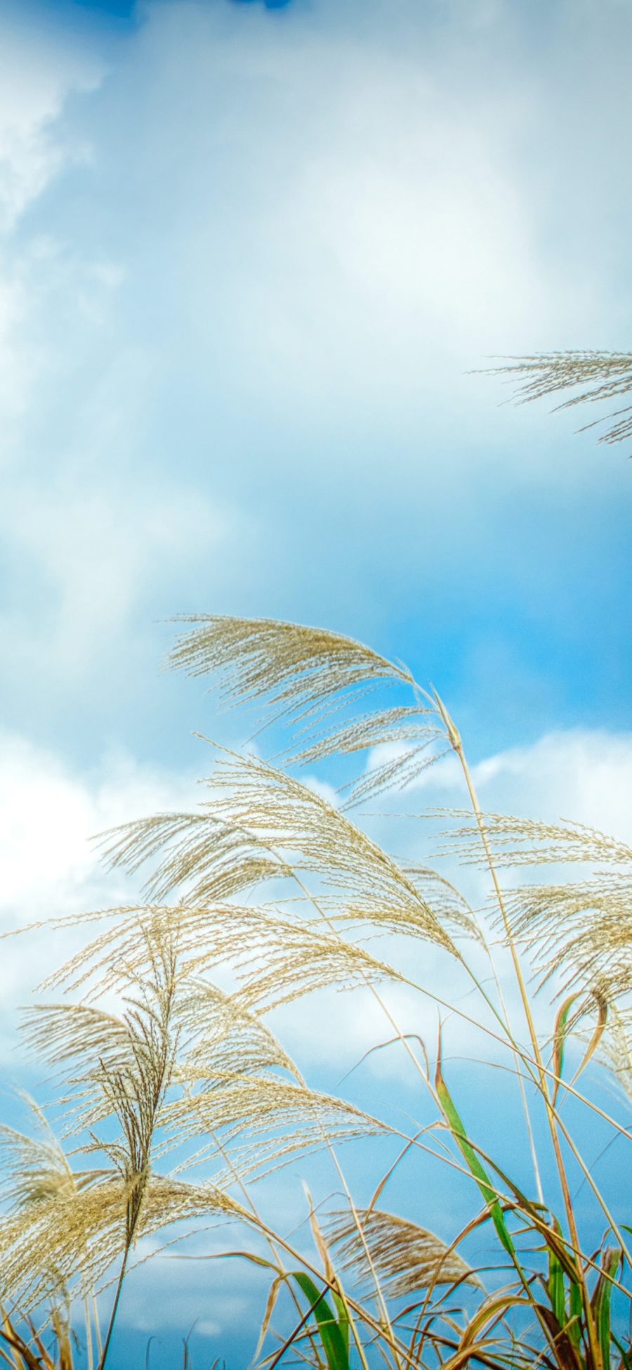 [2436×1125]蓝天 白云 芦苇丛 自然美景 苹果手机壁纸图片