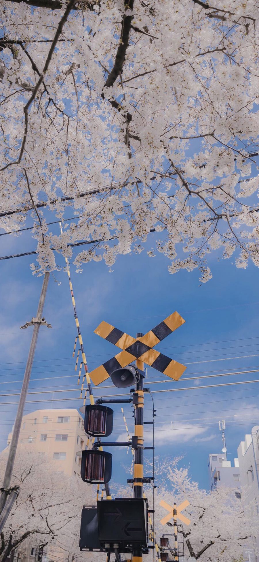 [2436×1125]蓝天 街景 樱花树 路灯 苹果手机壁纸图片