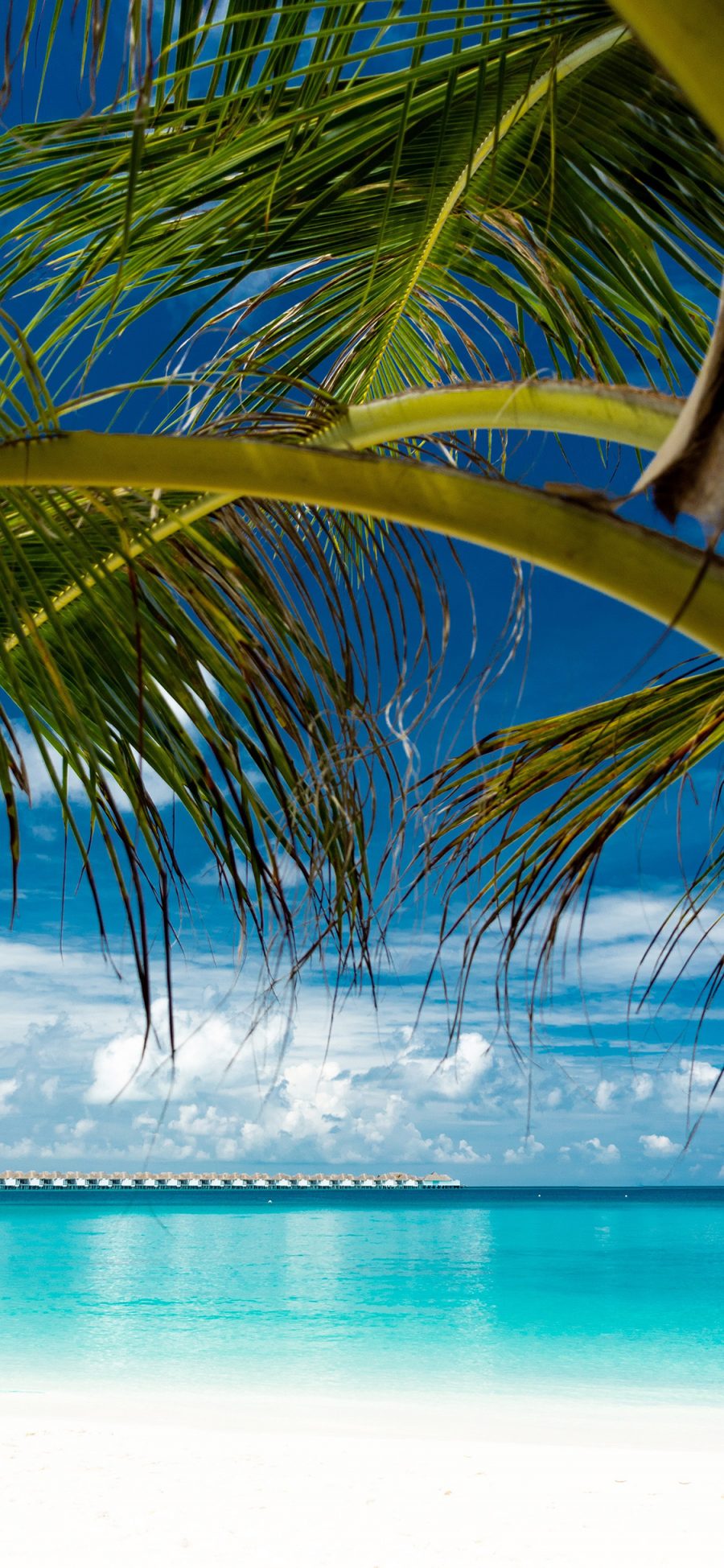 [2436×1125]蓝天白云 大海 椰树 海景 苹果手机壁纸图片