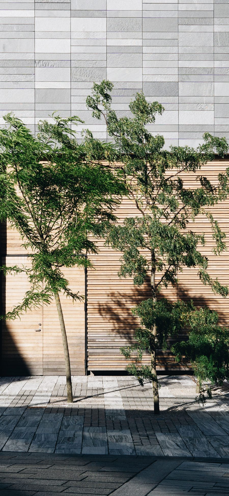 [2436×1125]街道 树苗 树影 阳光 苹果手机壁纸图片