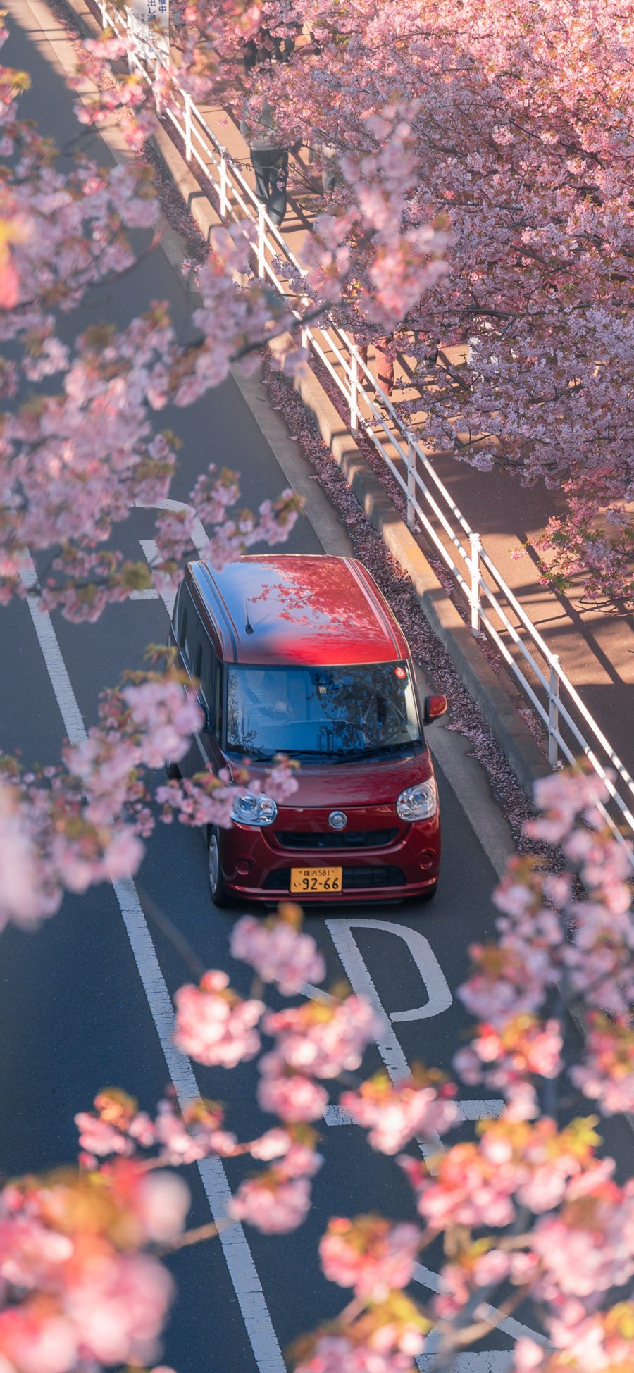 [2436×1125]街道 樱花 车辆 马路 粉色 苹果手机壁纸图片