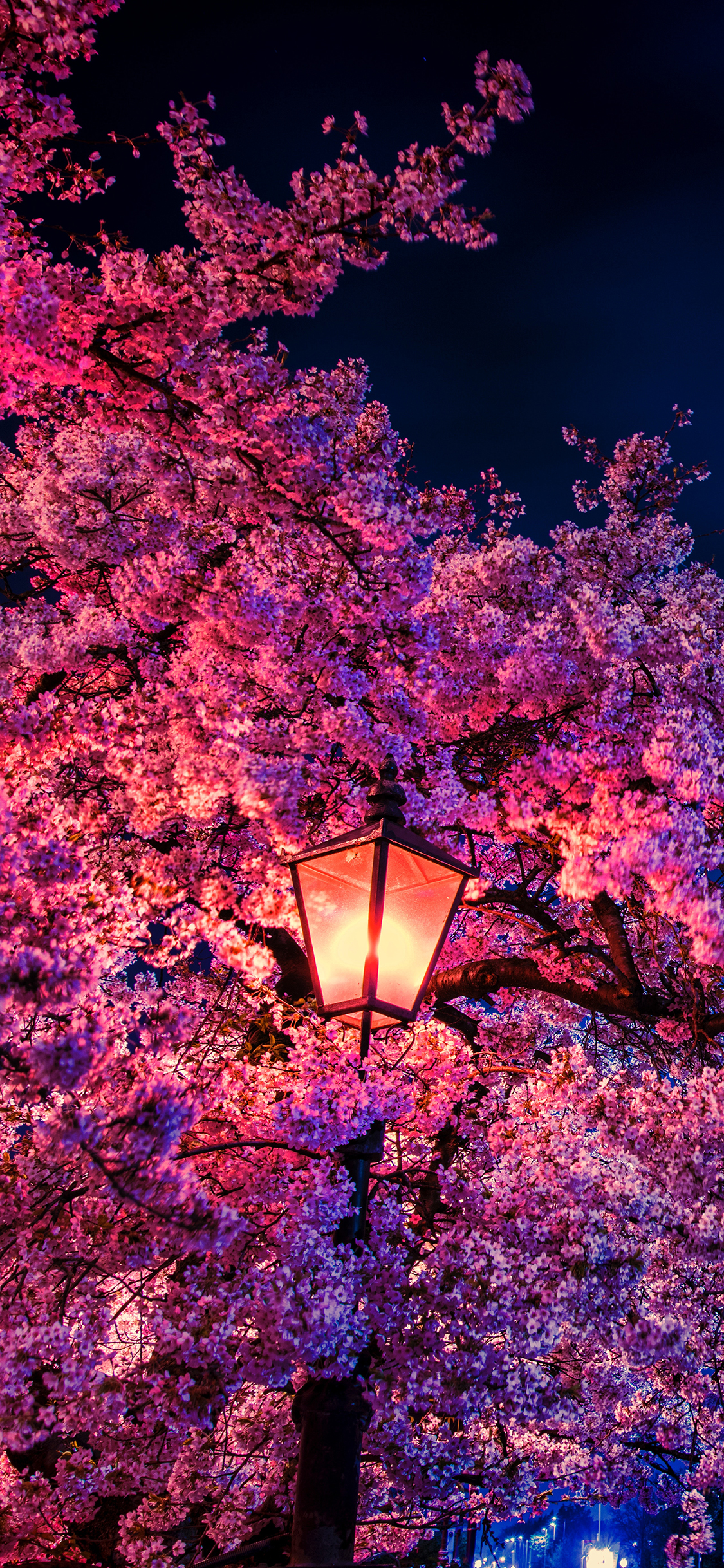 [2436×1125]路灯 樱花 鲜花 夜晚 苹果手机壁纸图片