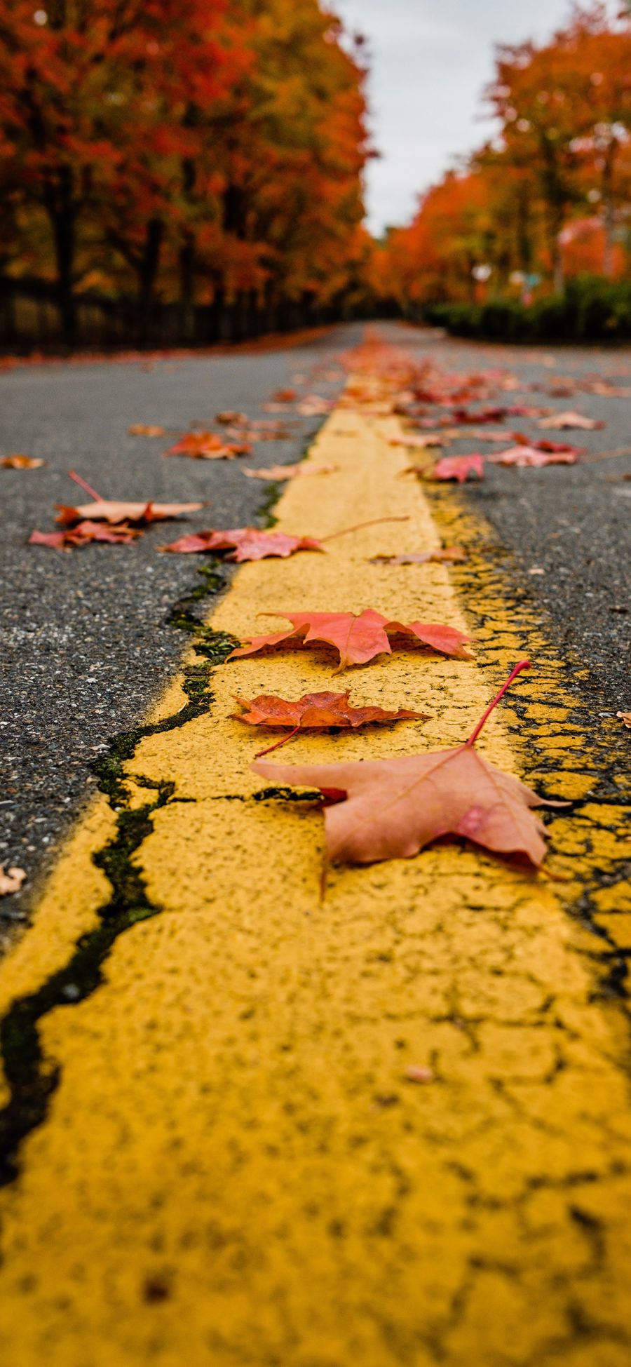 [2436×1125]道路 公路 单黄线 落叶 枫叶 苹果手机壁纸图片