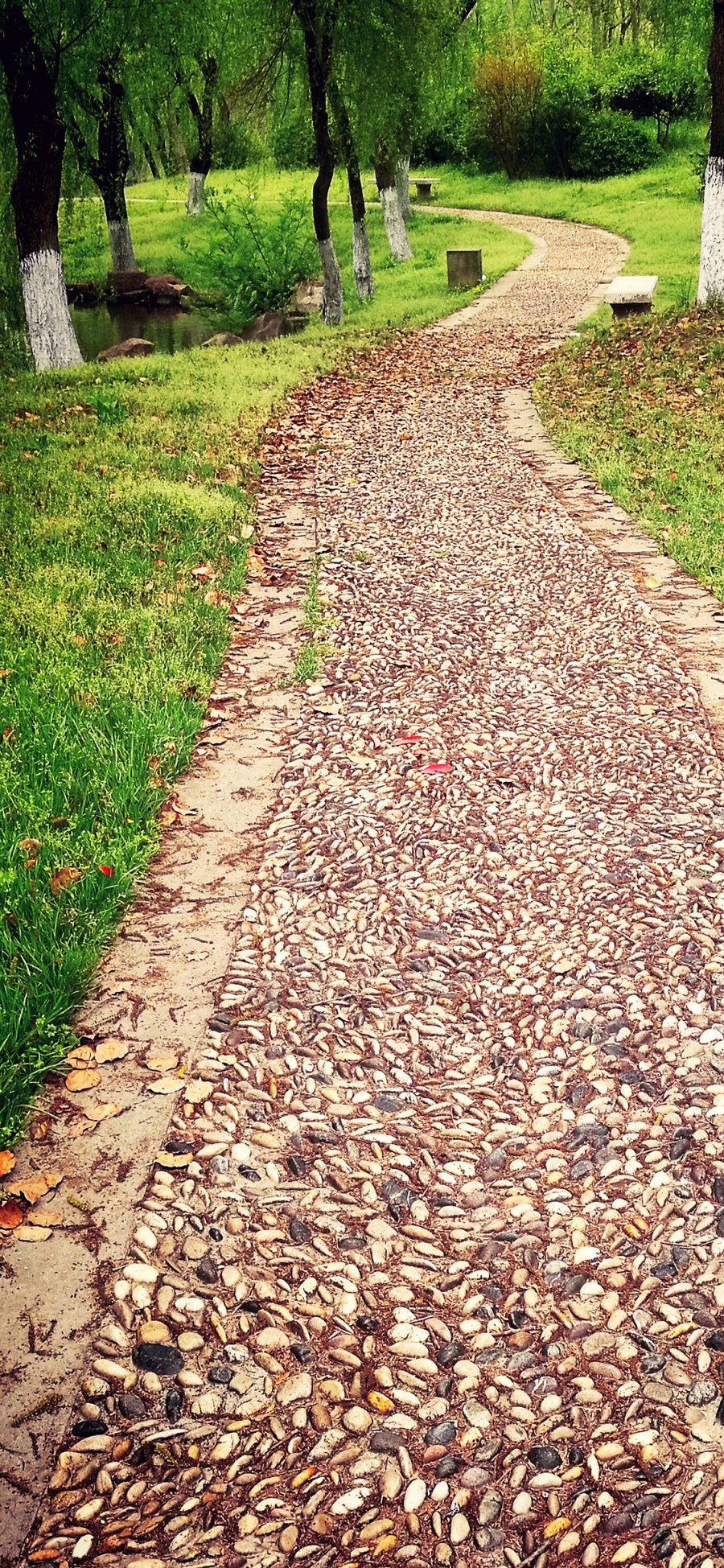 [2436×1125]道路 林荫道 草地 落叶 苹果手机壁纸图片