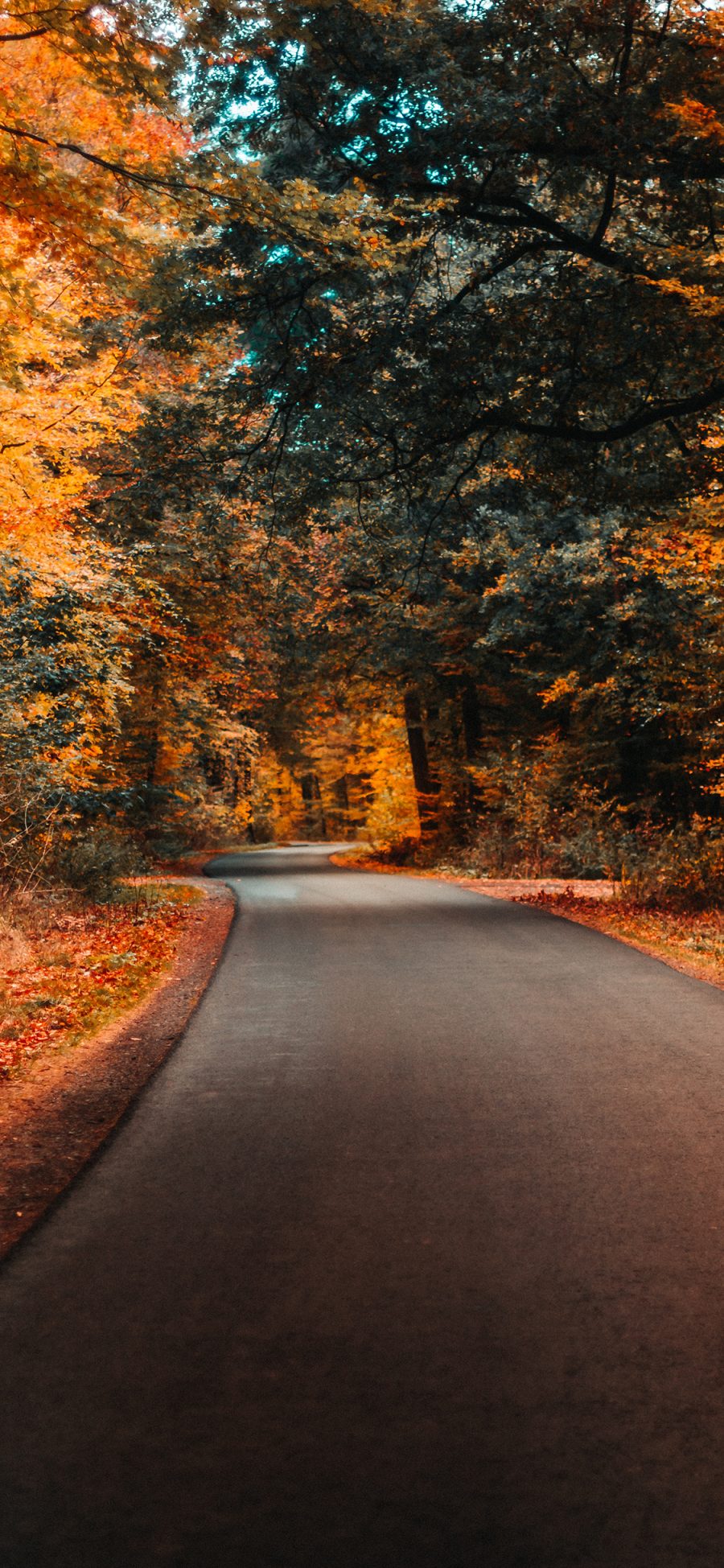 [2436×1125]道路 秋季 枯黄 公路 苹果手机壁纸图片