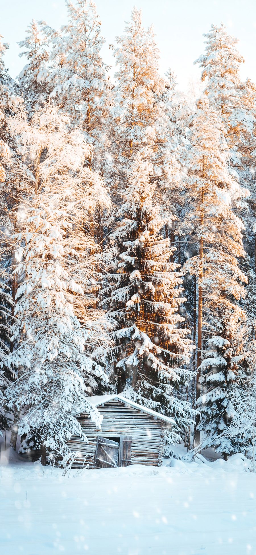 [2436×1125]郊外 冬季 雪景 树木 苹果手机壁纸图片