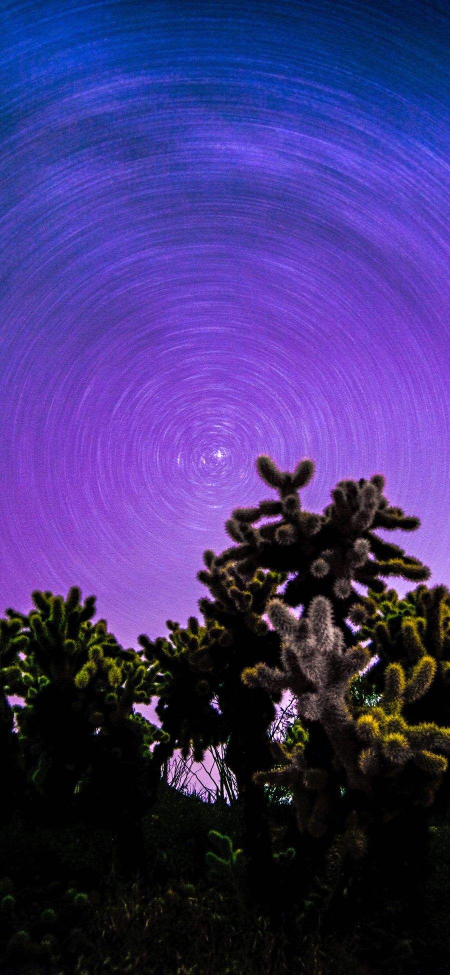 [2436×1125]郊外 夜景 树木 星轨 苹果手机壁纸图片