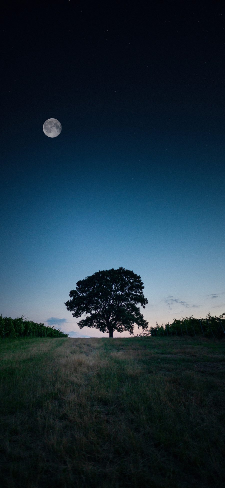 [2436×1125]郊外 夜景 树木 月亮 苹果手机壁纸图片