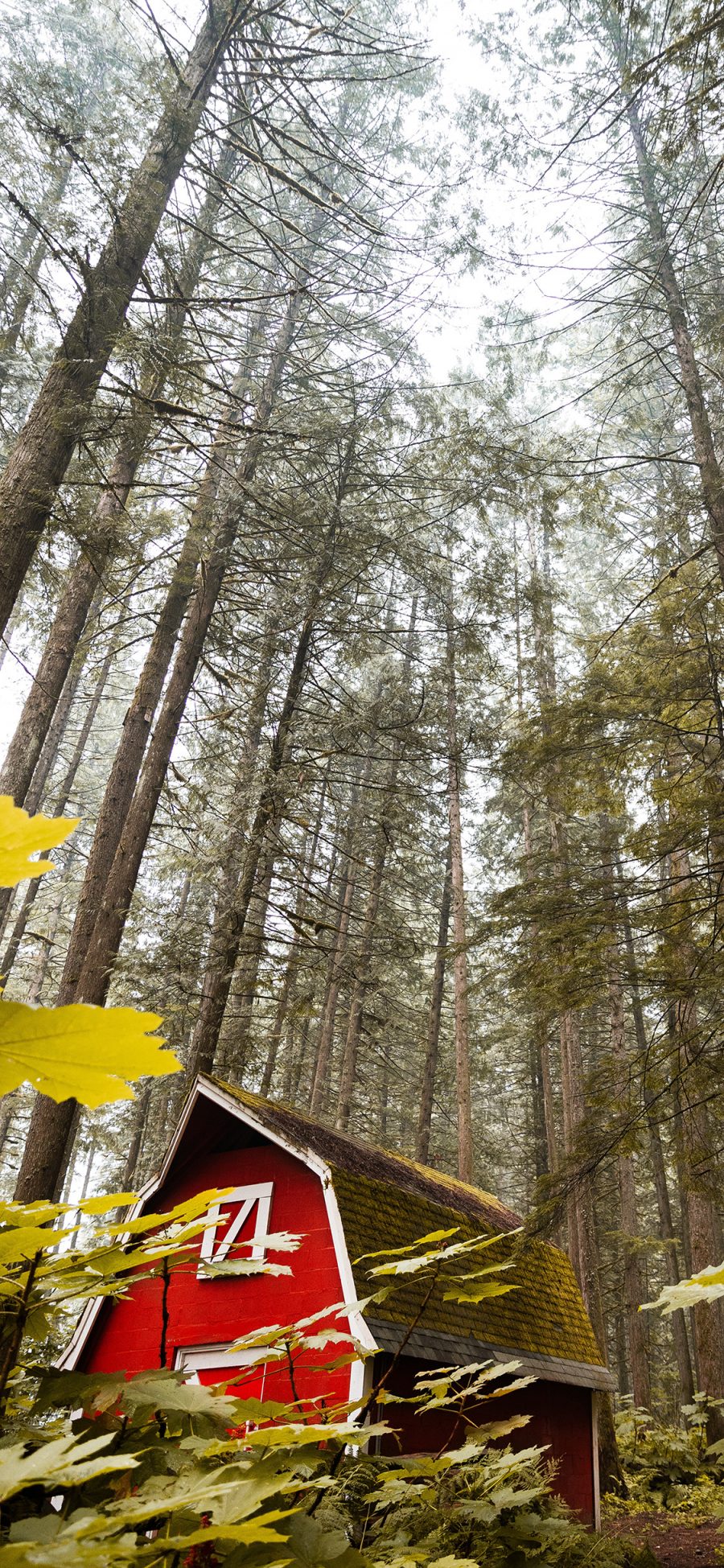 [2436×1125]郊外 林间 小屋 红色 苹果手机壁纸图片