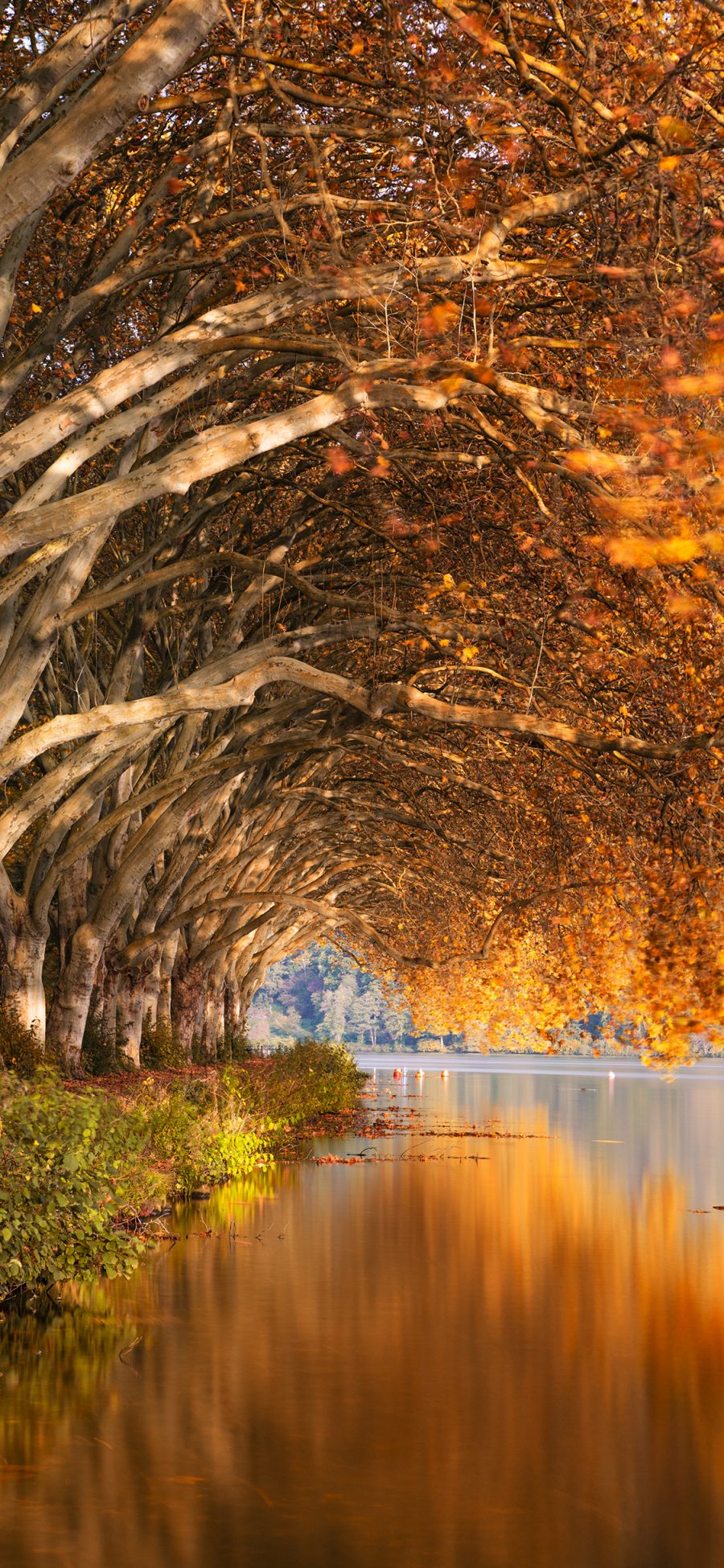 [2436×1125]郊外 树木 湖泊 黄叶子 秋景 苹果手机壁纸图片