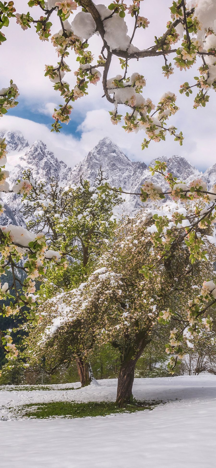 [2436×1125]郊外 美景 树木 白雪覆盖 苹果手机壁纸图片