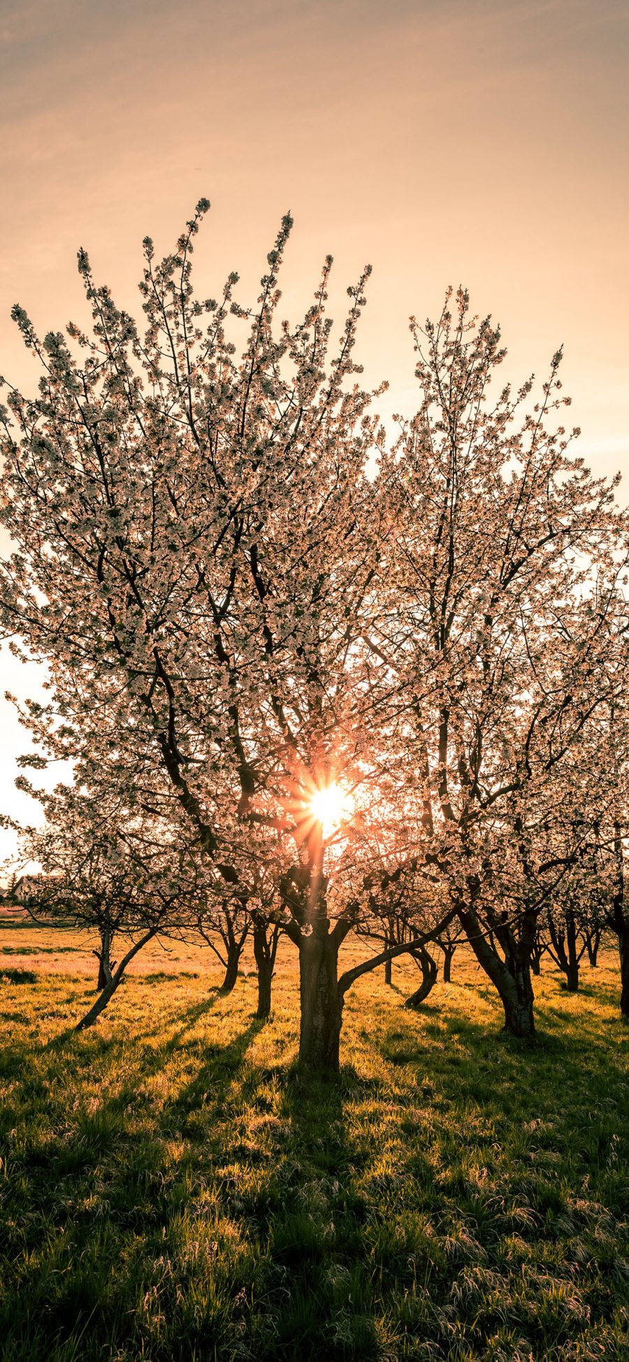 [2436×1125]郊外 美景 树木 鲜花 阳光 苹果手机壁纸图片