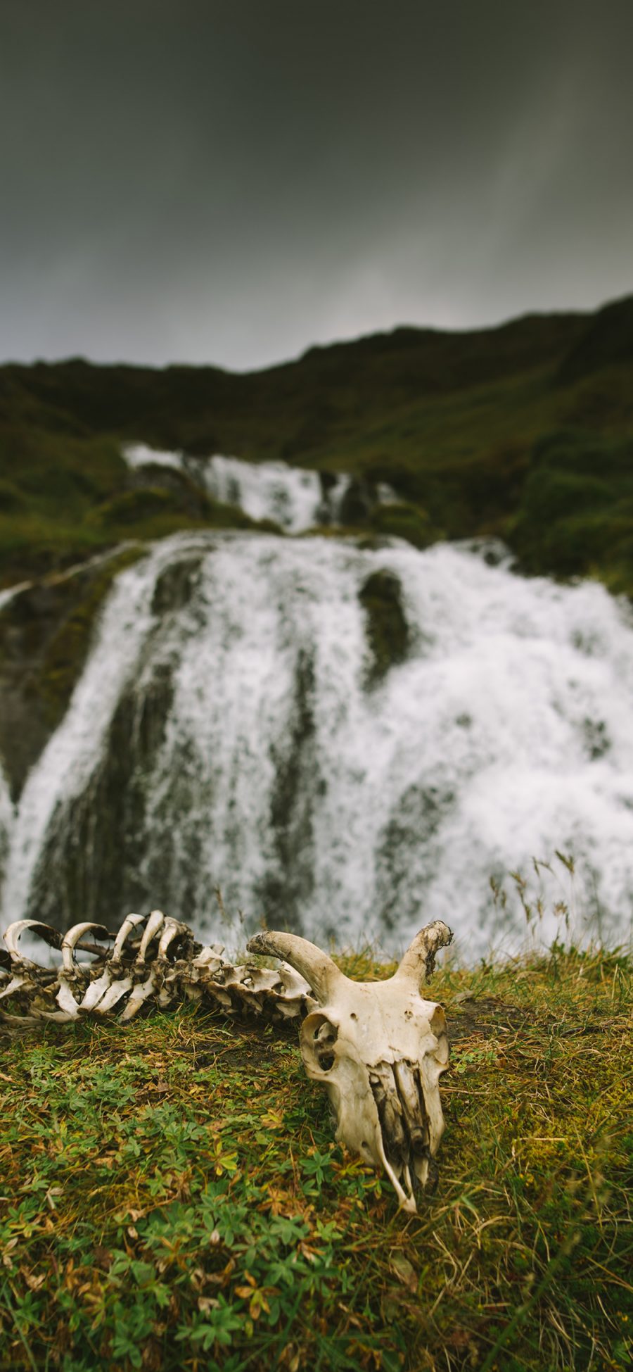 [2436×1125]郊外 自然 瀑布 动物骸骨 羊骨 苹果手机壁纸图片