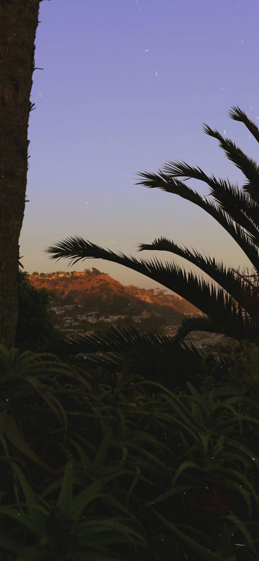 [2436×1125]郊外 草丛 棕榈树 夜景 苹果手机壁纸图片