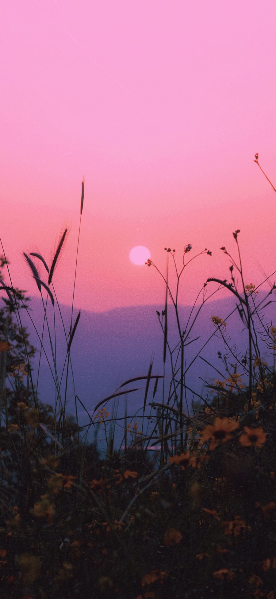 [2436×1125]郊外 落日 花丛 自然美景 苹果手机壁纸图片