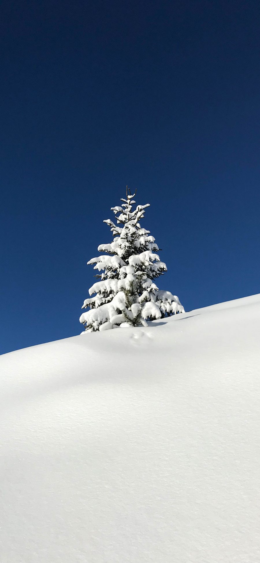 [2436×1125]郊外 雪地 白雪覆盖 树木 苹果手机壁纸图片