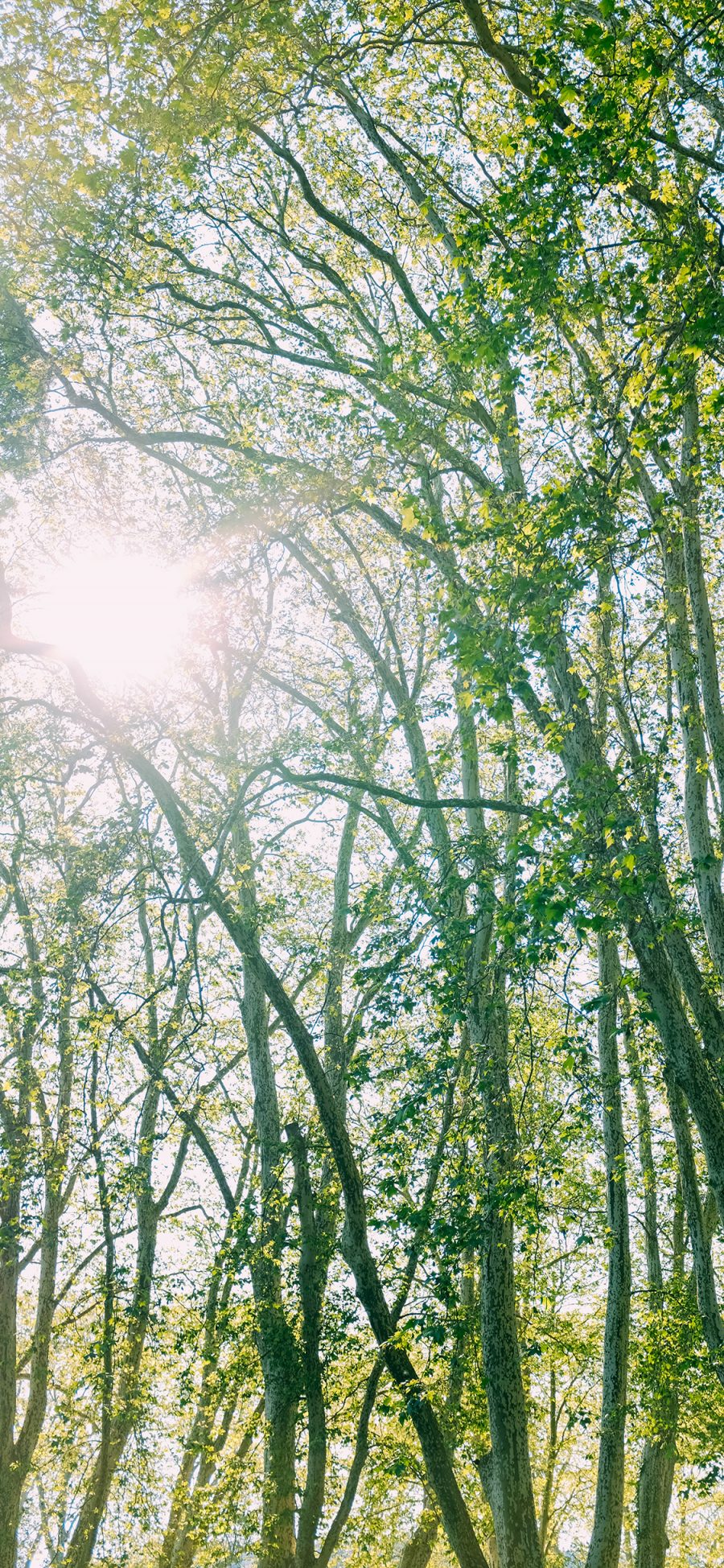 [2436×1125]阳光 照射 郁郁葱葱 树林 苹果手机壁纸图片