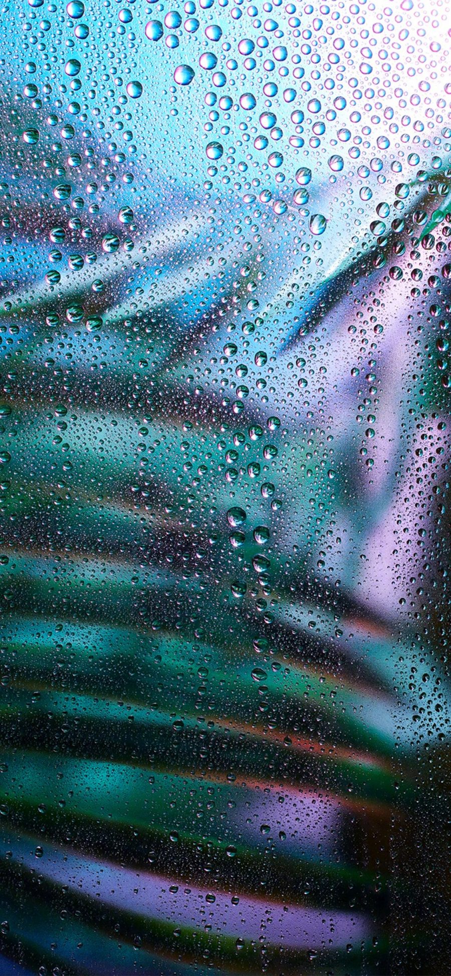 [2436×1125]雨水 玻璃 水珠 叶子 苹果手机壁纸图片
