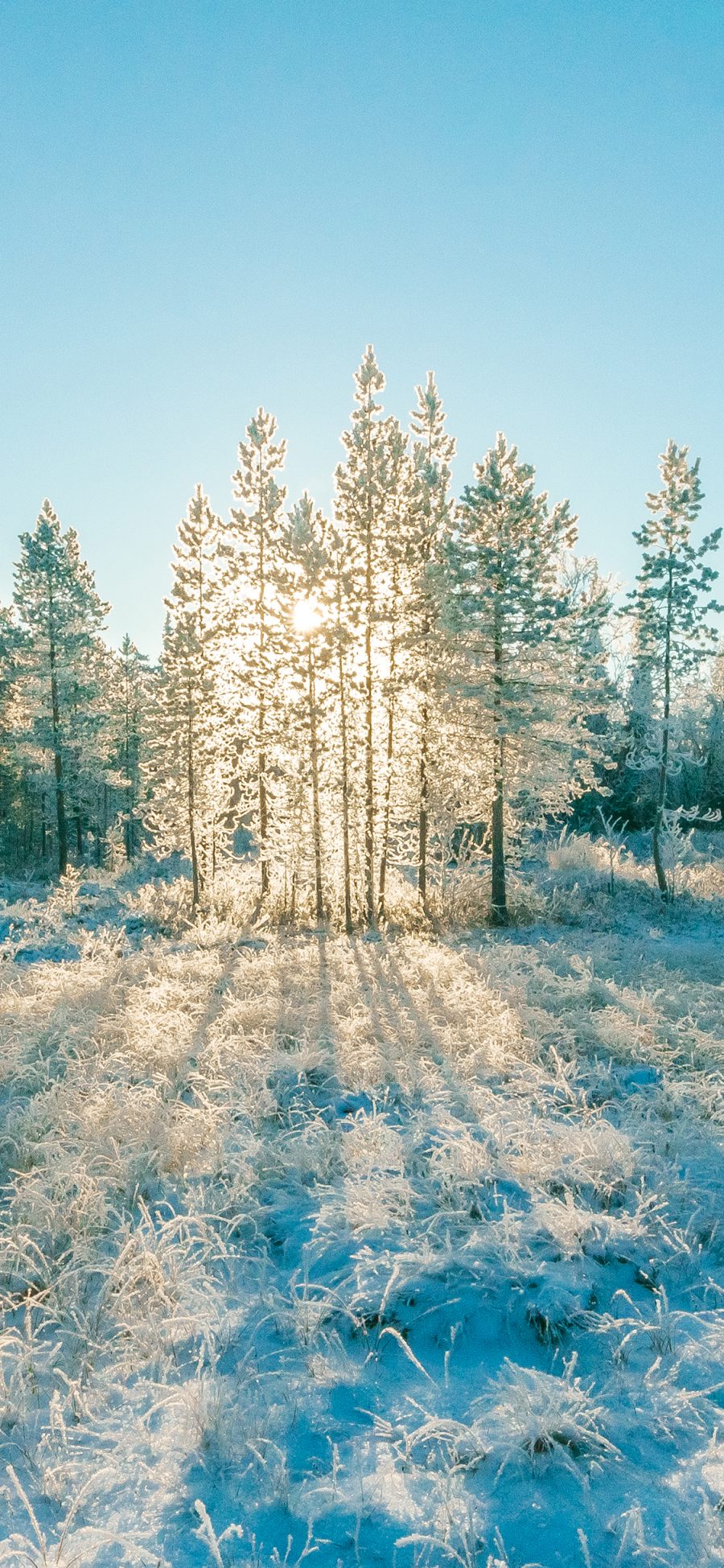 [2436×1125]雪地 冬季 寒冷 阳光 树木 苹果手机壁纸图片