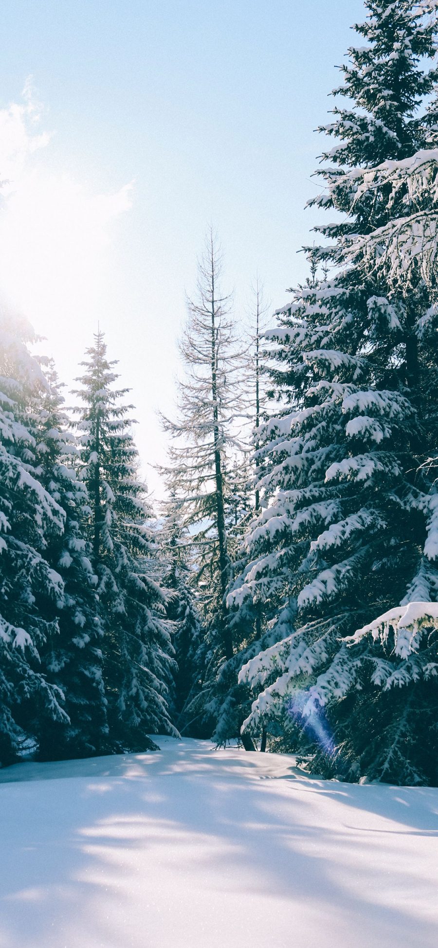 [2436×1125]雪地 冬季 树木 寒冷 苹果手机壁纸图片