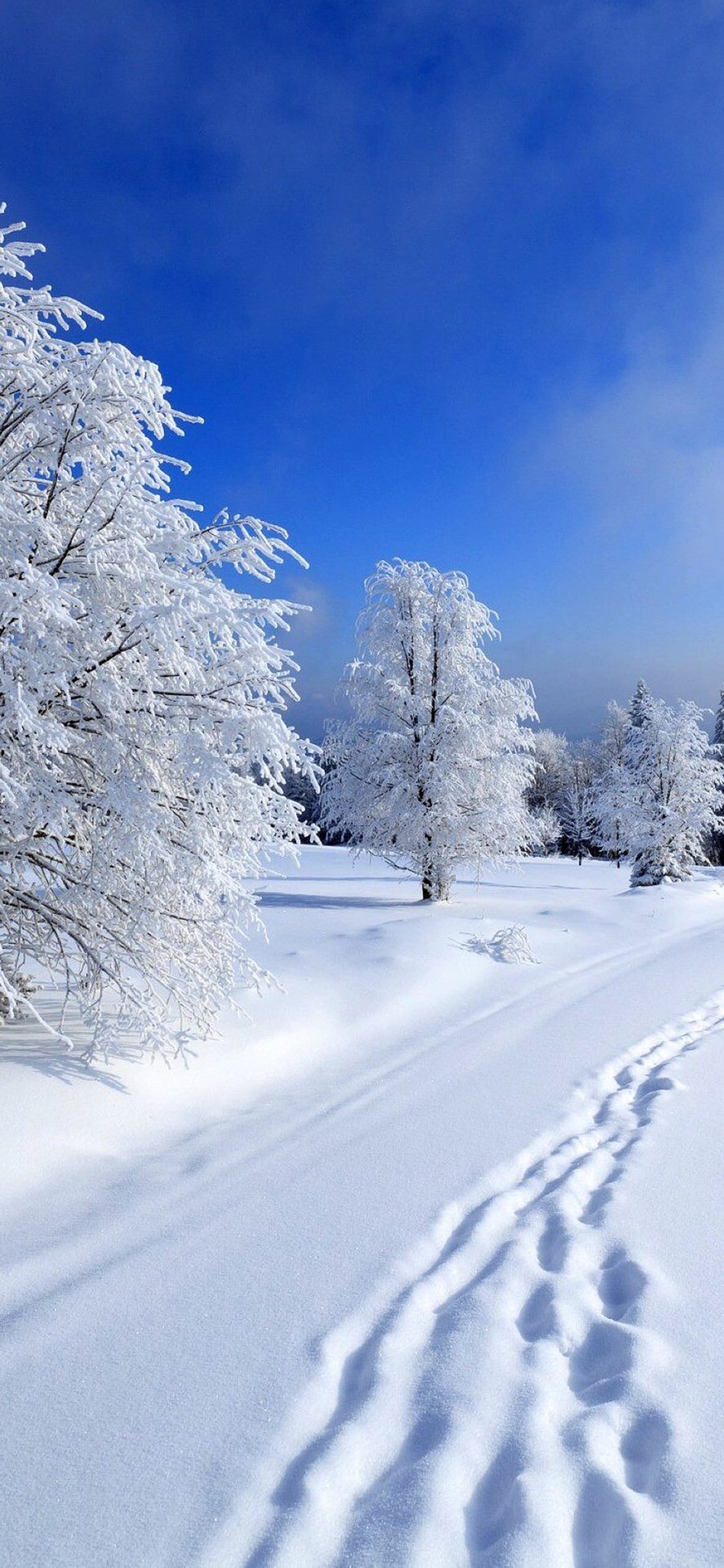 [2436×1125]雪地 树干 白雪皑皑 脚印 苹果手机壁纸图片