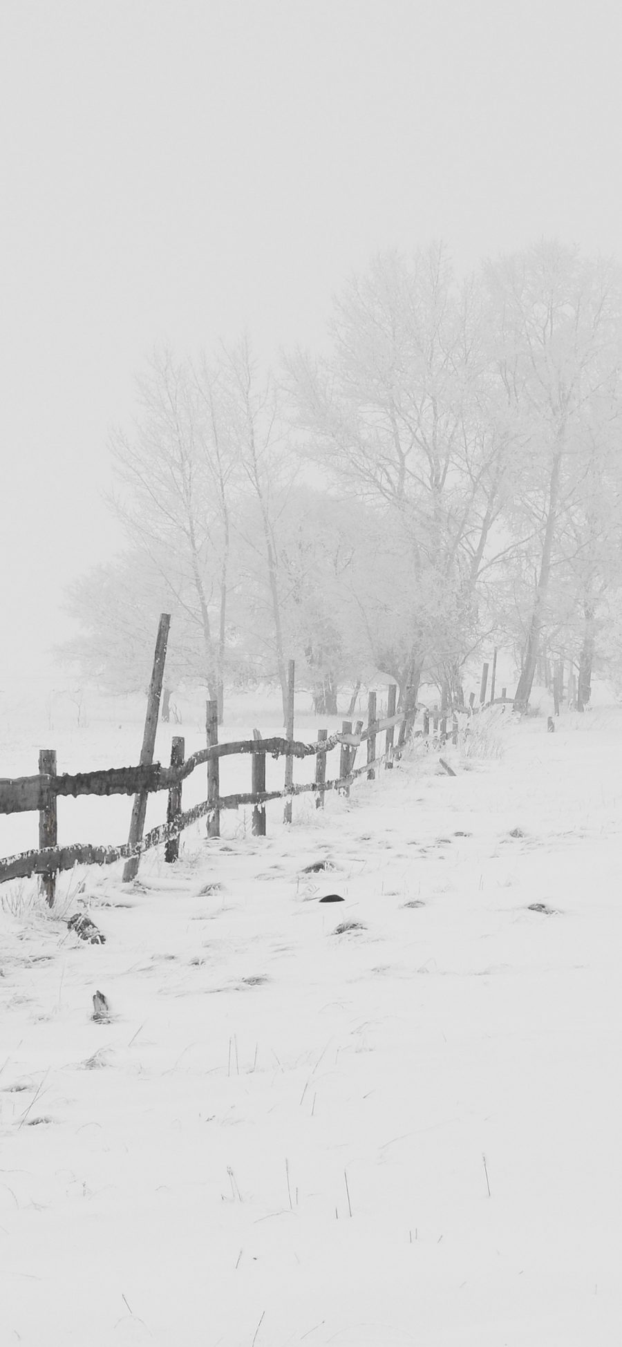 [2436×1125]雪地 白色 冬季 冬天 雪景 苹果手机壁纸图片